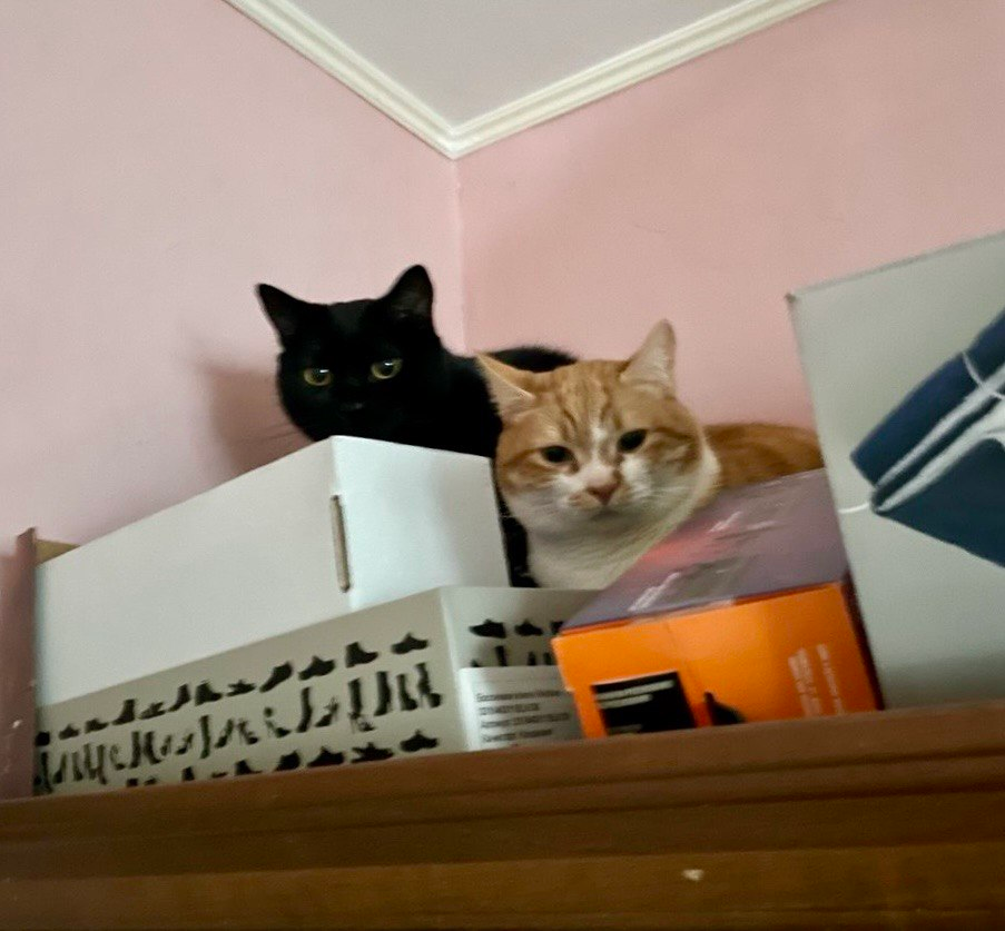 коти