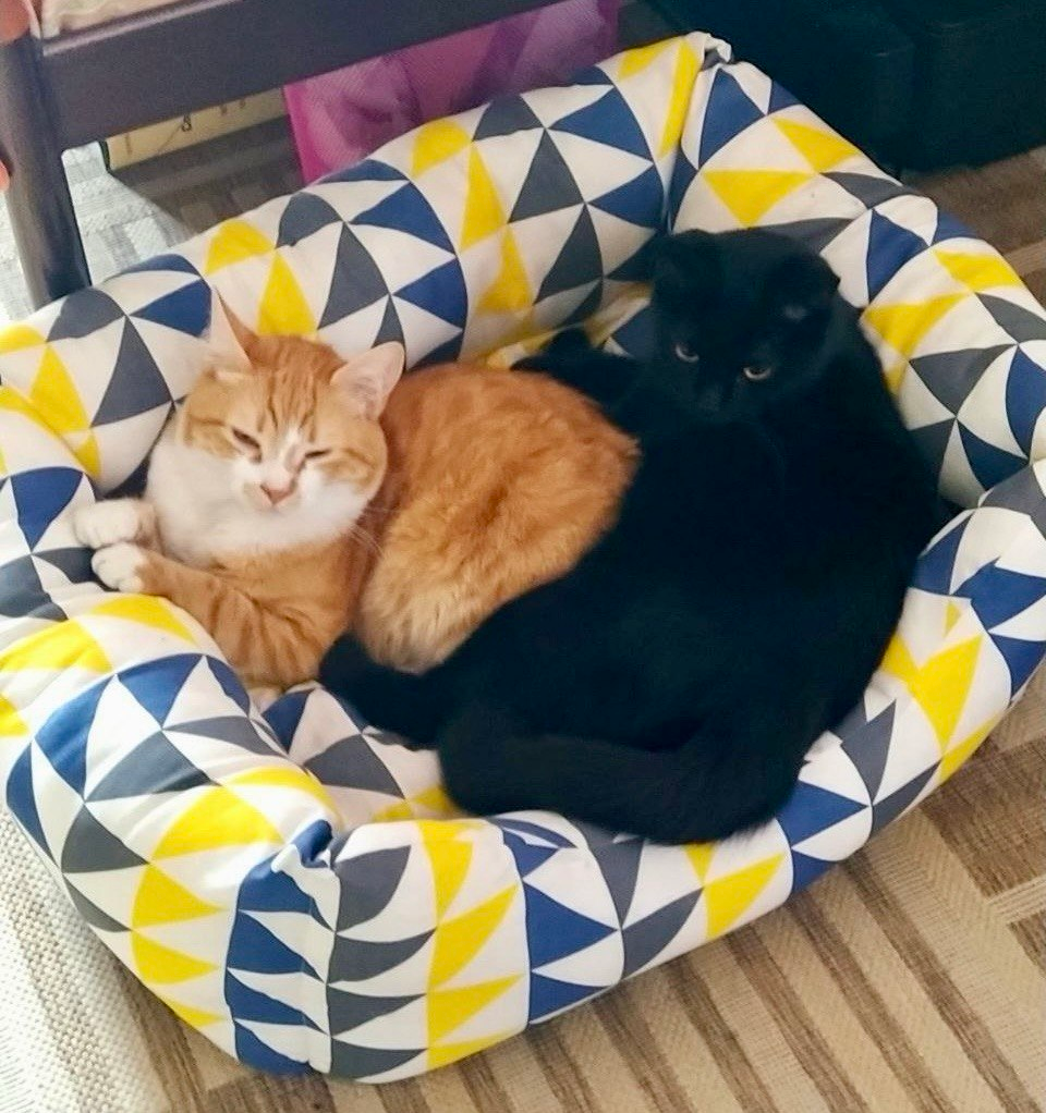 коти